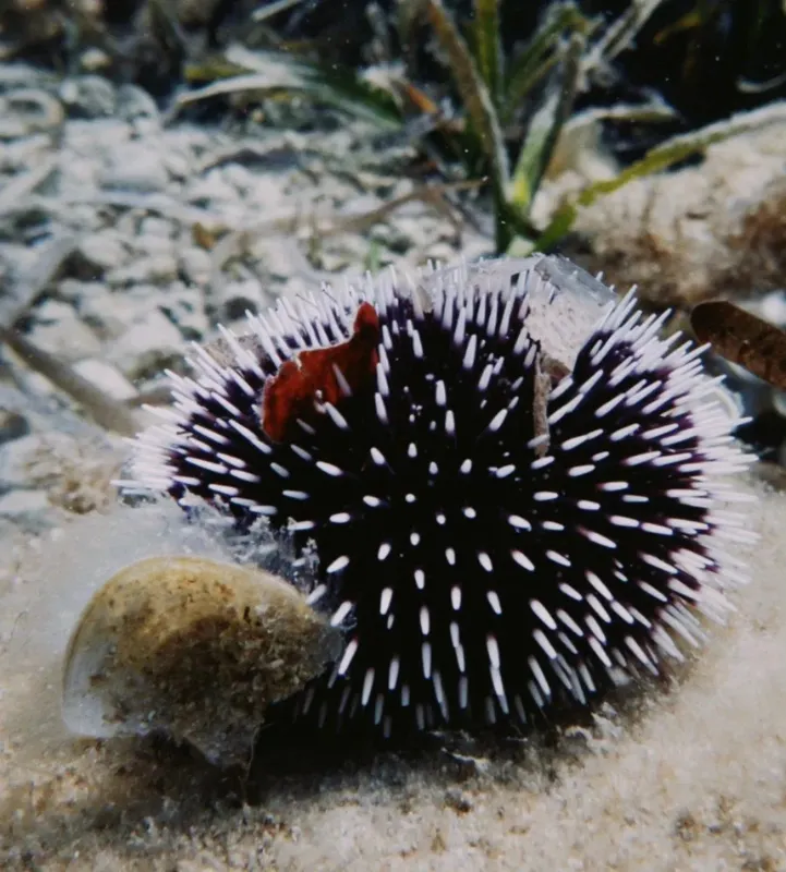 Un oursin noir et blanc avec une étoile de mer rouge dessus