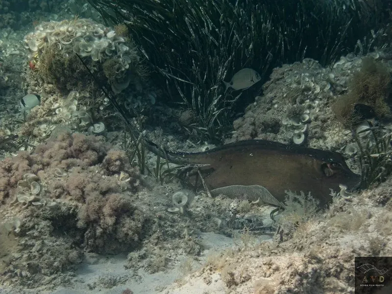 Murène dans son habitat rocheux, coraux et quelques poissons