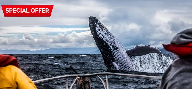 Baleine à bosse surgissant de l'océan, vue depuis un bateau, ciel nuageux