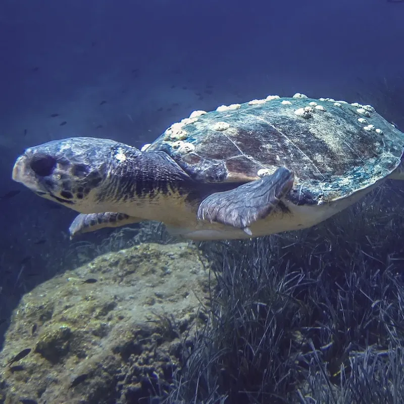 Tortue marine nageant paisiblement au-dessus d'un fond rocheux et herbeux