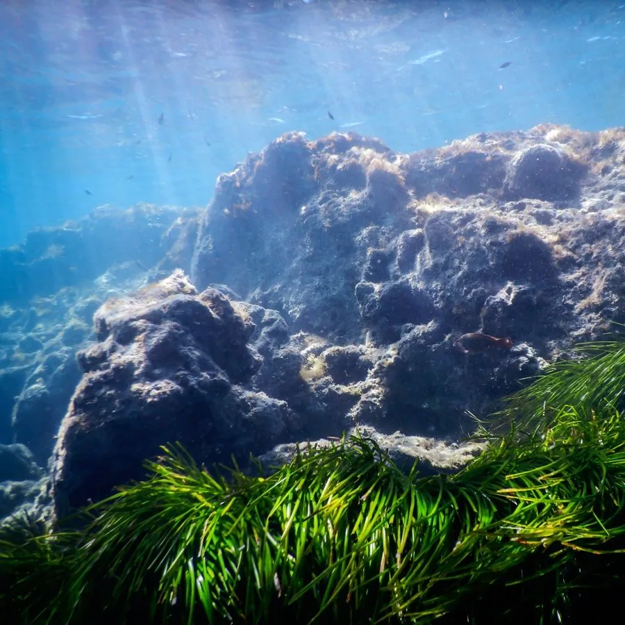 Fond marin rocheux avec herbiers, lumière filtrant à travers l'eau