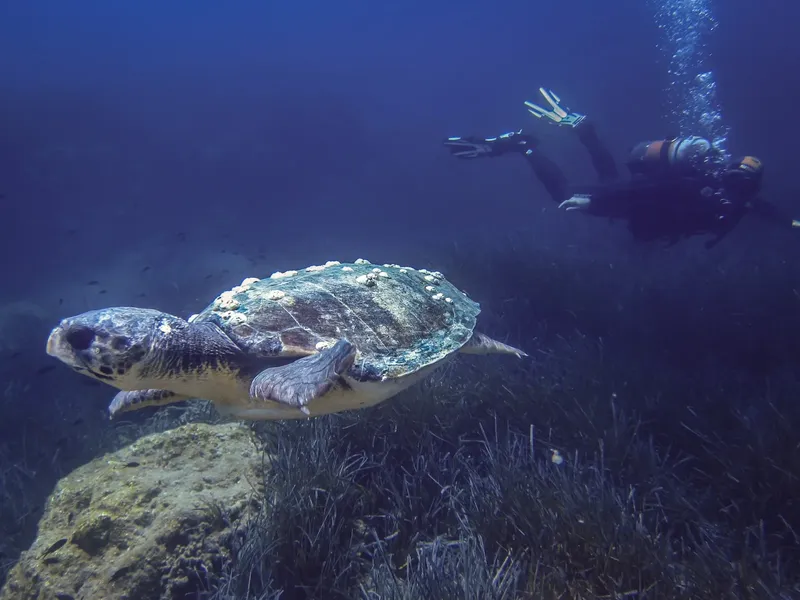 Tortue marine nageant avec un plongeur en milieu aquatique bleu
