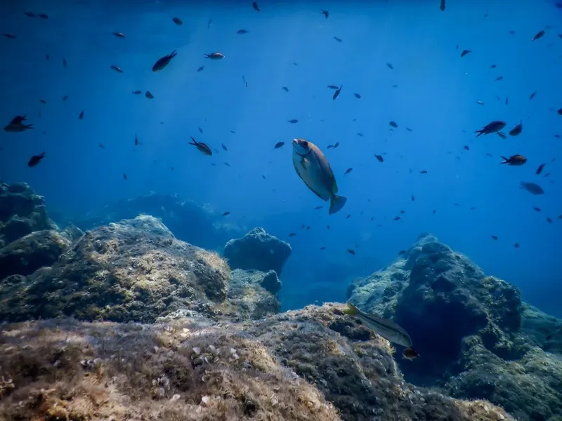 Vue sous-marine avec banc de poissons et rochers coralliens bleus