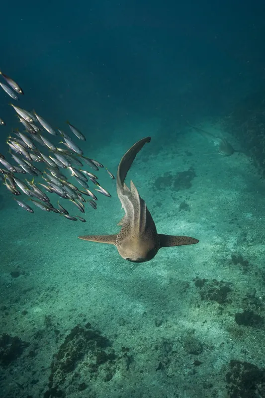 Raie manta vue d'en bas nageant avec un banc de poissons