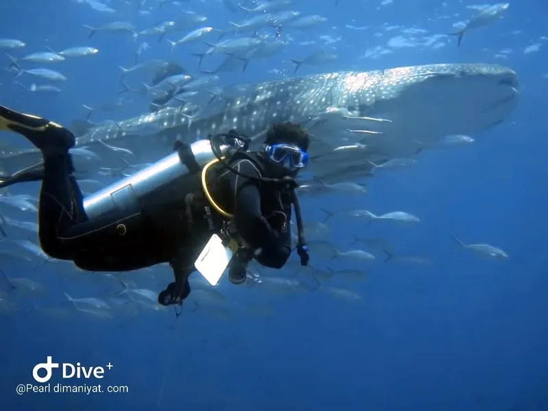 Plongeur face à un requin baleine et banc de poissons