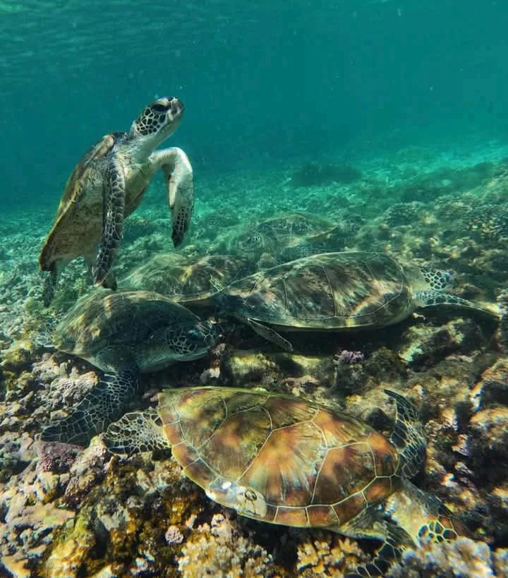 Plusieurs tortues marines nagent au-dessus d'un fond rocheux et sableux