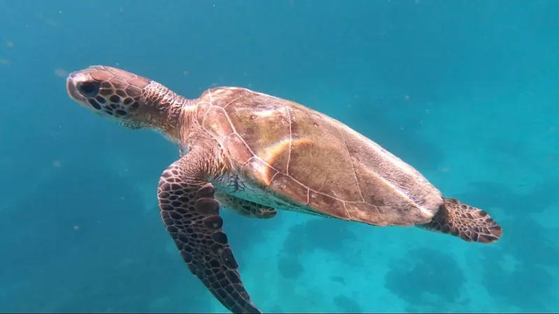 Tortue marine nageant paisiblement dans une eau turquoise claire