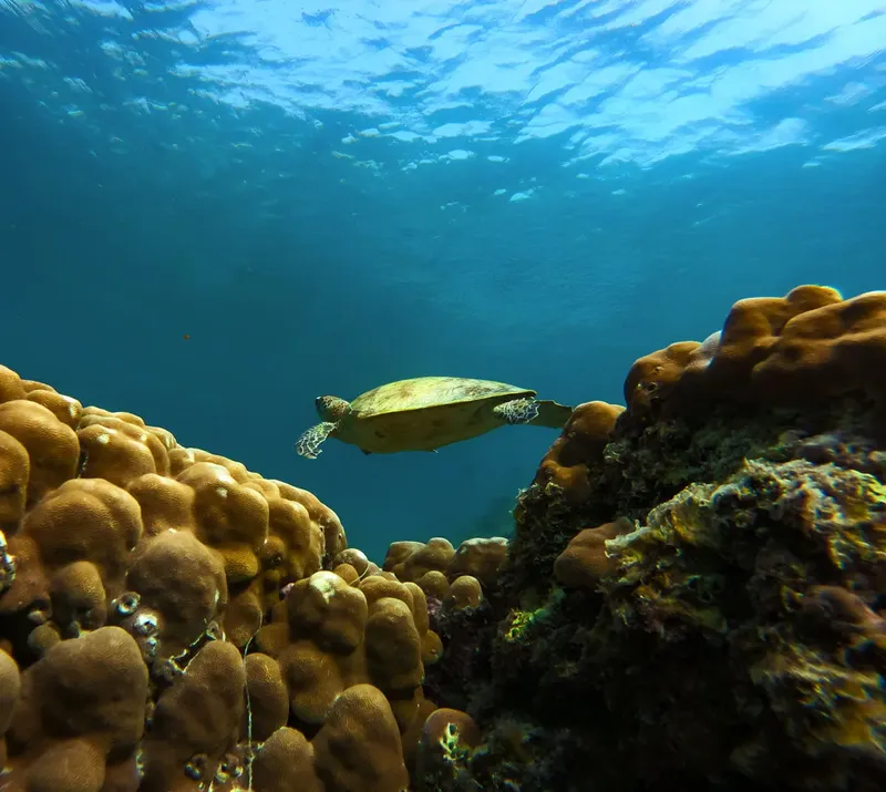 Tortue marine nageant au-dessus d'un récifal corallien ensoleillé