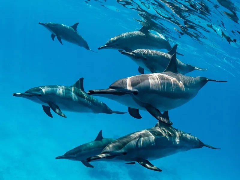 Groupe de dauphins nageant ensemble dans une eau bleue claire