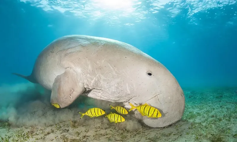 Un dugong se repose sur le fond marin avec des poissons jaunes