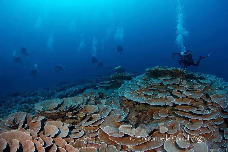 Plongeurs explorant un récif corallien bleu et lumineux en profondeur