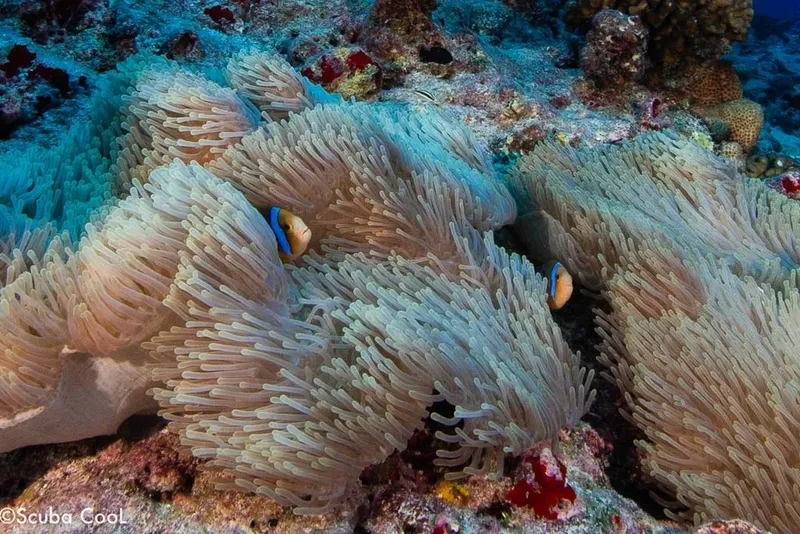 Poissons clowns nageant parmi de grandes anémones de mer colorées