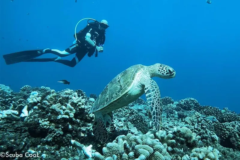 Plongeur et tortue marine évoluent au-dessus d'un récifal corallien