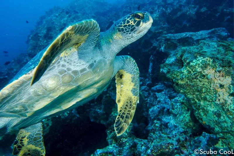 Tortue marine nageant paisiblement près d'un récifal corallien bleu
