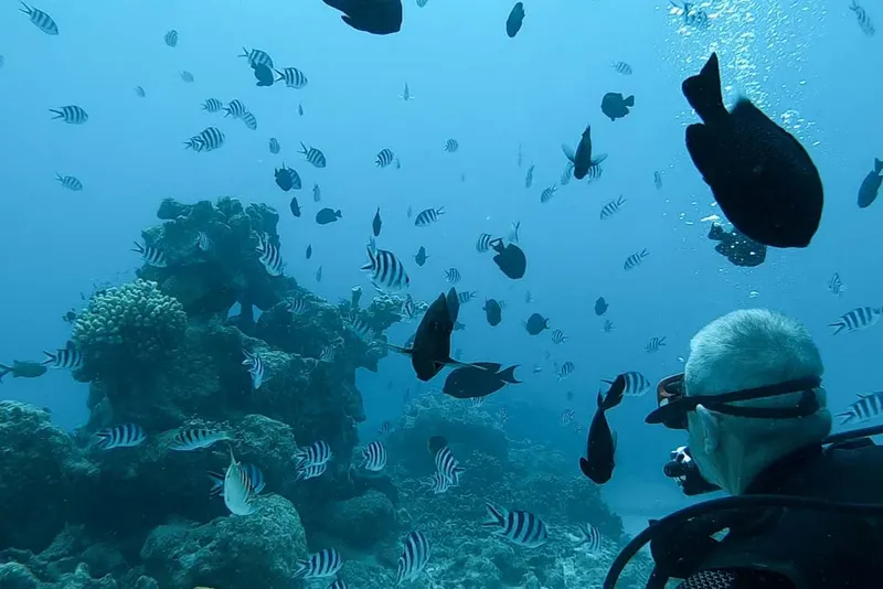 Plongeur observant un banc de poissons tropicaux au milieu des coraux