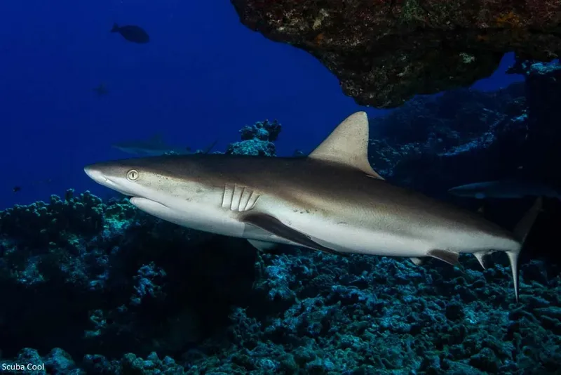 Requin de récif à pointe blanche nageant dans l'eau bleue