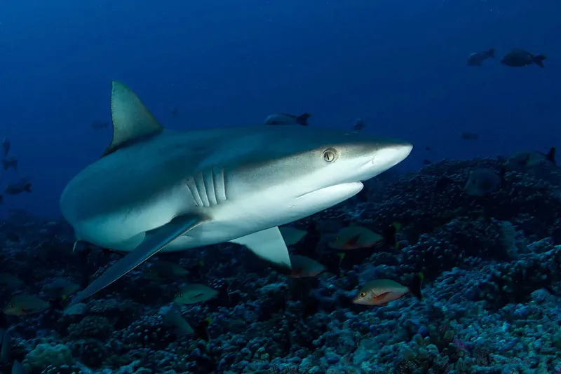 Requin de récif à pointe blanche nageant au-dessus d'un fond rocheux