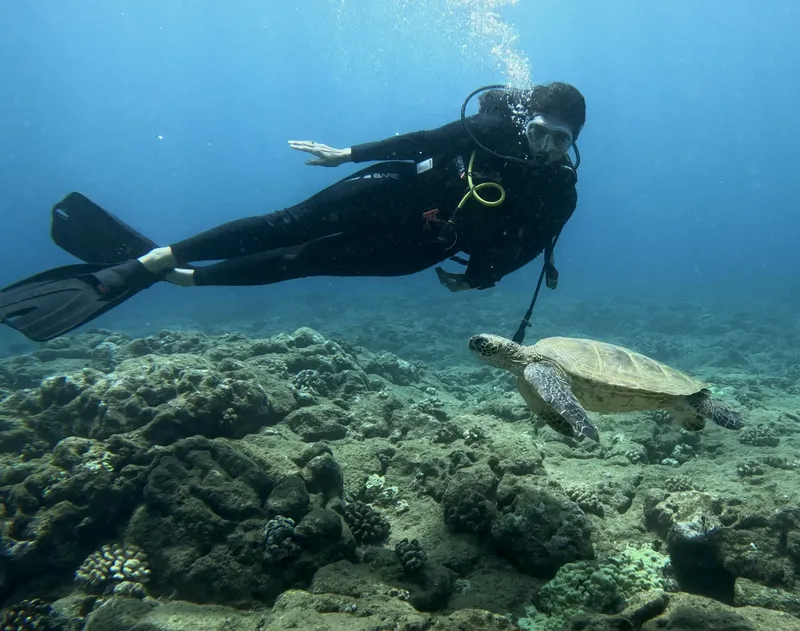 Plongeur observant une tortue marine au-dessus d'un fond rocheux