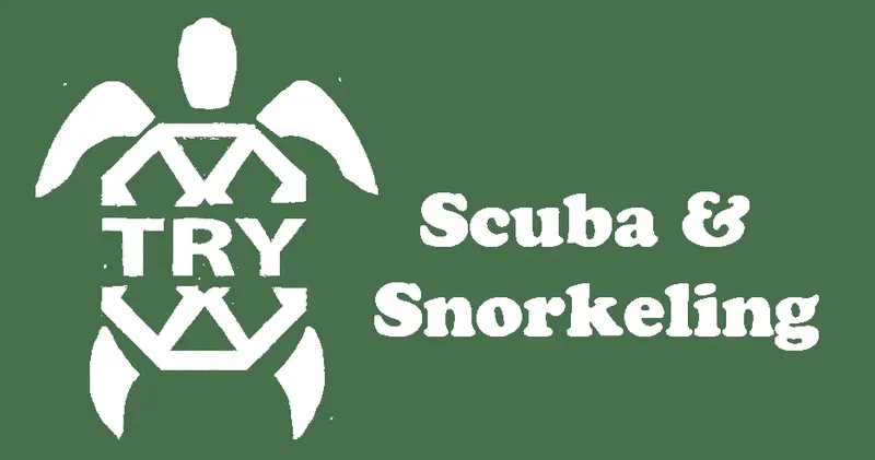Tortue marine blanche sur fond vert avec texte plongée et snorkeling