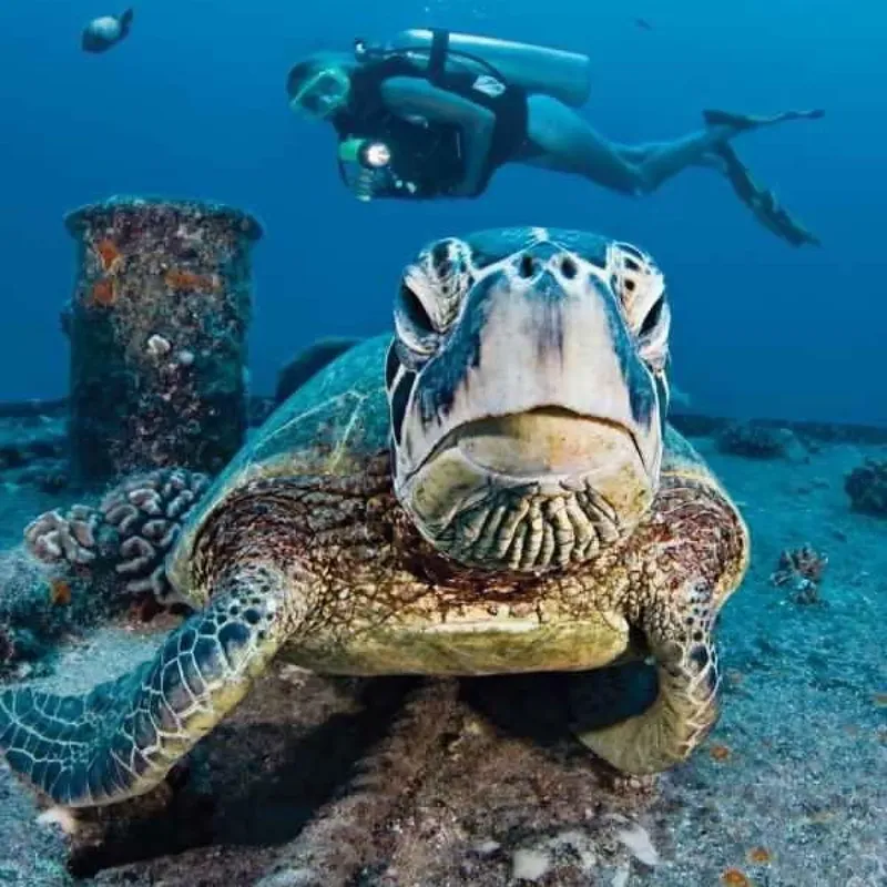 Tortue marine face à la caméra, un plongeur en arrière-plan