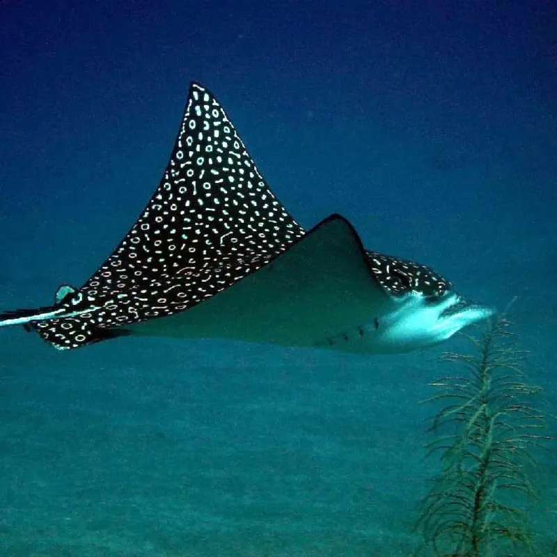 Raie manta mouchetée nageant gracieusement dans les eaux bleues tropicales