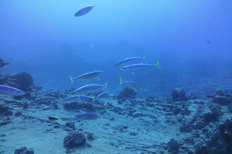 Banc de poissons argentés nageant au-dessus d'un récifal corallien bleu