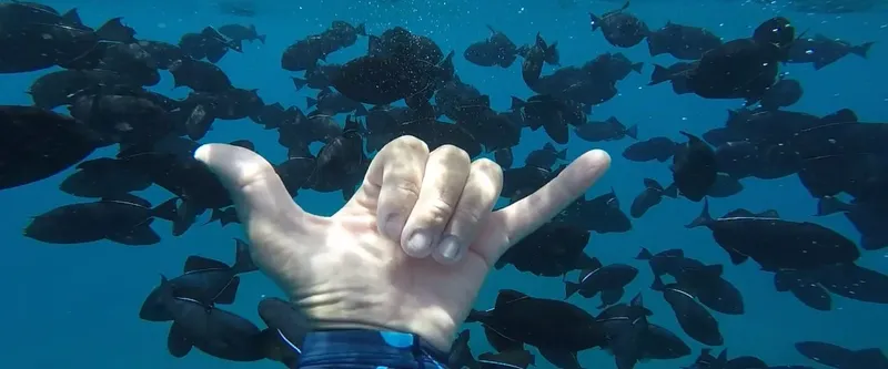 Main faisant le signe 'shaka' entourée d'un banc de poissons noirs