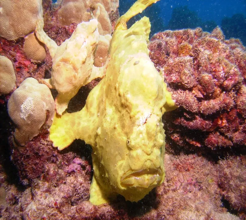 Poisson-pêcheur jaune camouflé sur un récifal corallien coloré