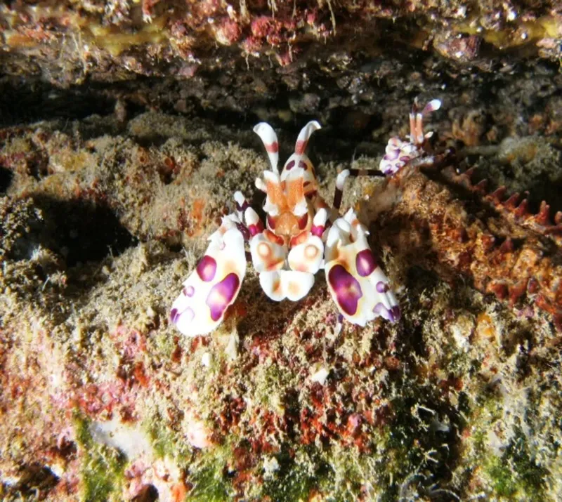 Crevette clown colorée sur un récif corallien rocheux