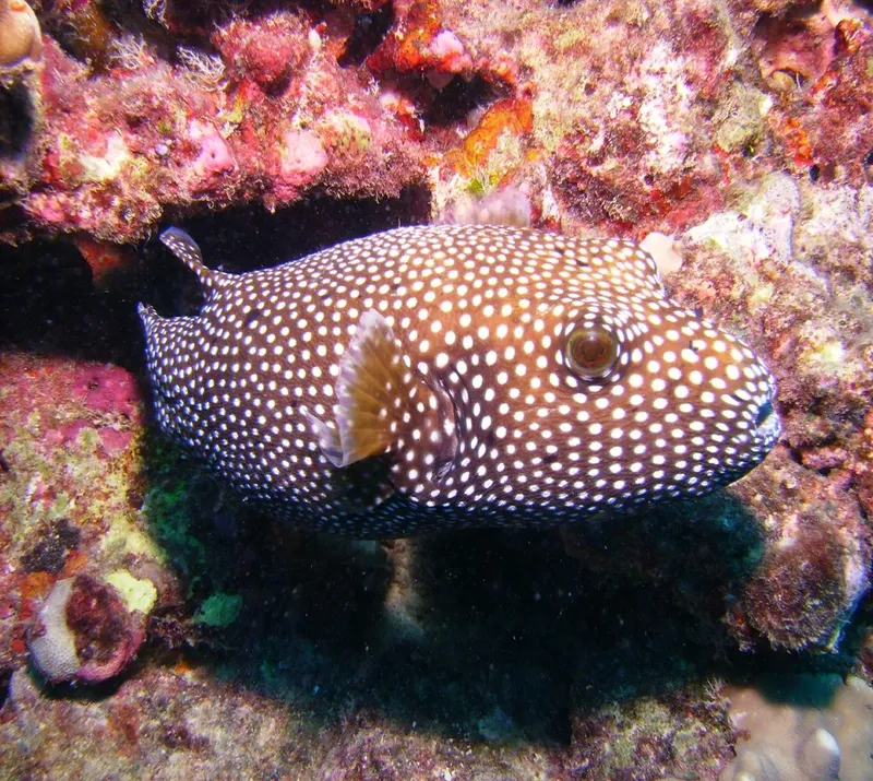 Poisson-ballon tacheté sur un récifal corallien coloré en milieu marin