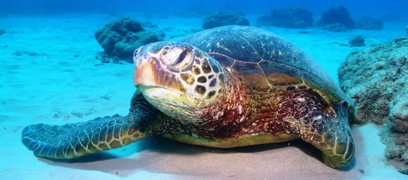 Tortue marine nageant paisiblement au fond de l'océan bleu clair