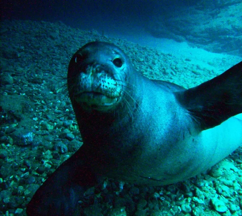 Otarie curieuse nageant sous l'eau sur fond de gravier bleu