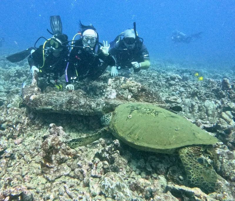 Plongeurs interagissent avec une tortue marine sur un récif corallien