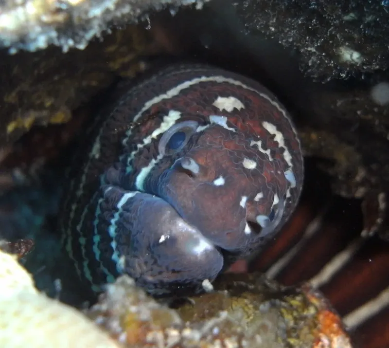 Gros plan d'un poisson perché dans une grotte sous-marine sombre