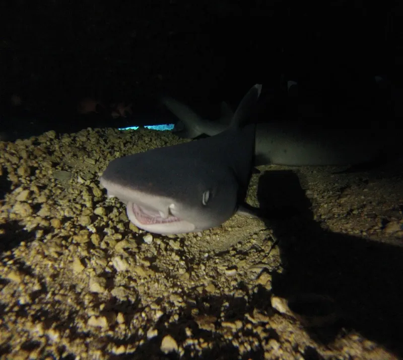 Requin couché sur le fond marin rocheux, lumière artificielle
