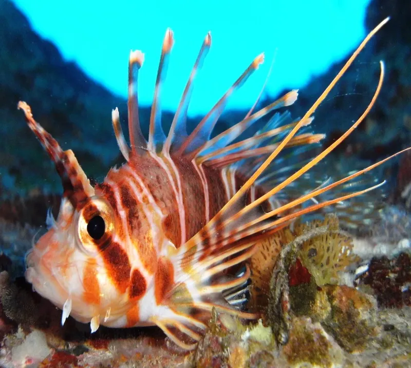 Poisson-lion rayé rouge et blanc, regardant l'appareil photo sous l'eau