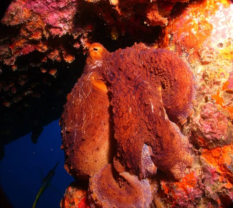 Pieuvre rouge se camouflant sur un récifal corallien coloré