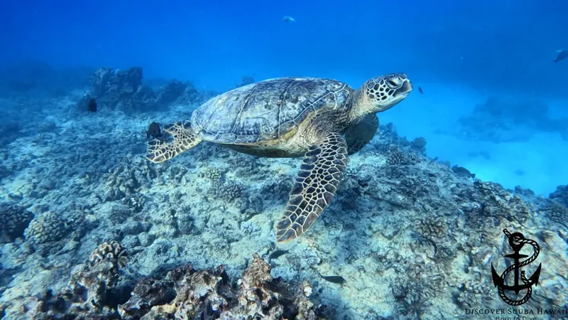 Tortue marine nageant au-dessus d'un récif corallien dans l'eau bleue
