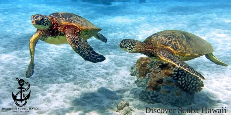 Deux tortues marines nagent dans une eau turquoise au-dessus d'un récif