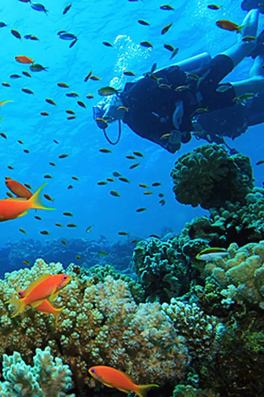 Plongeur explore un récif corallien coloré avec de nombreux poissons