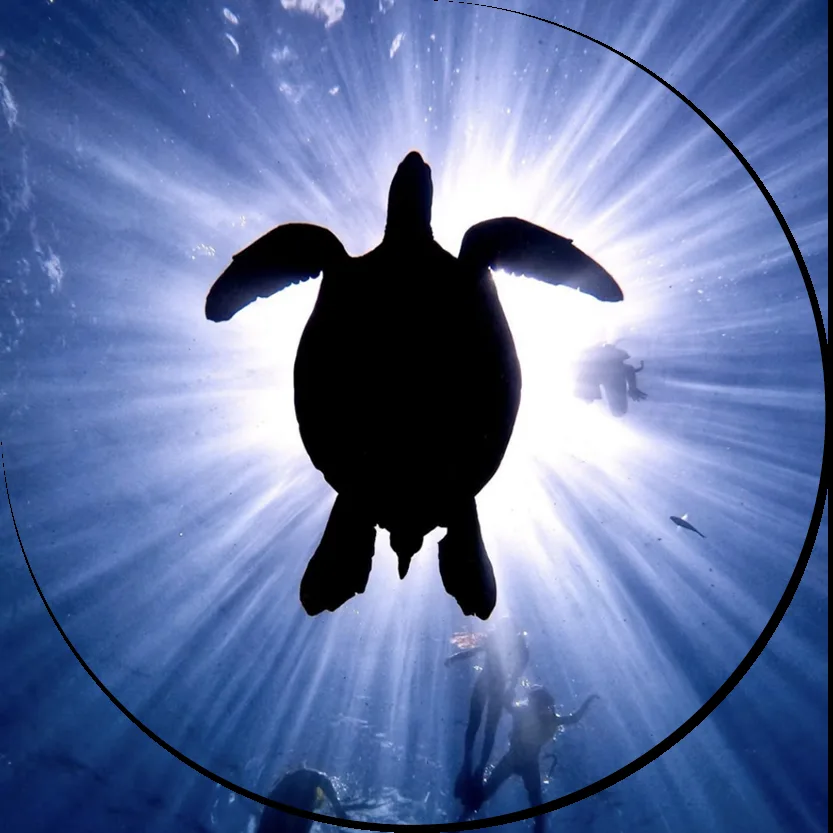 Tortue marine nageant dans l'eau bleue, rayons de soleil, vue d'en bas