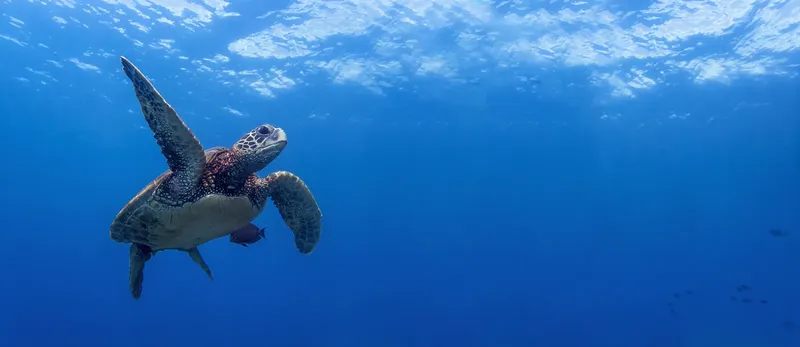 Tortue marine nageant paisiblement dans l'eau bleue et limpide