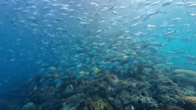 Banc de poissons argentés nageant au-dessus d'un récifal corallien bleu