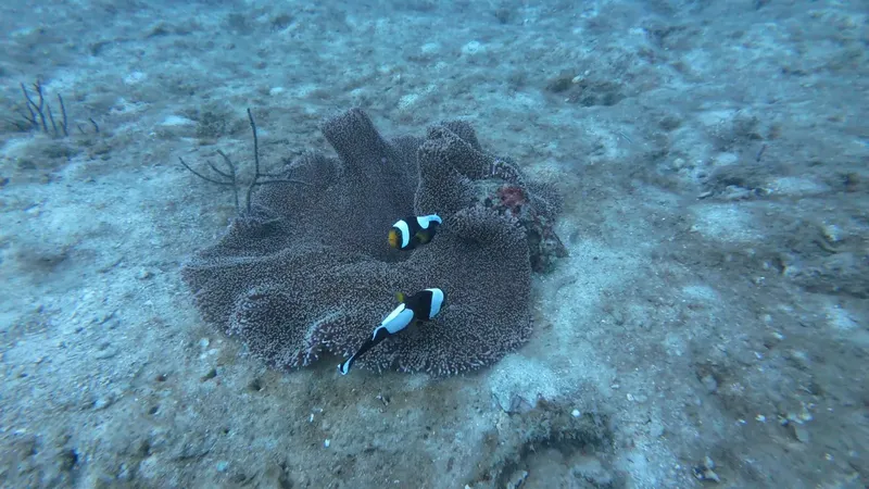 Anemone de mer avec deux poissons clowns nageant dans un environnement sous-marin