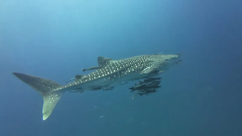 Requin baleine nageant dans l'eau bleue avec des poissons accompagnateurs