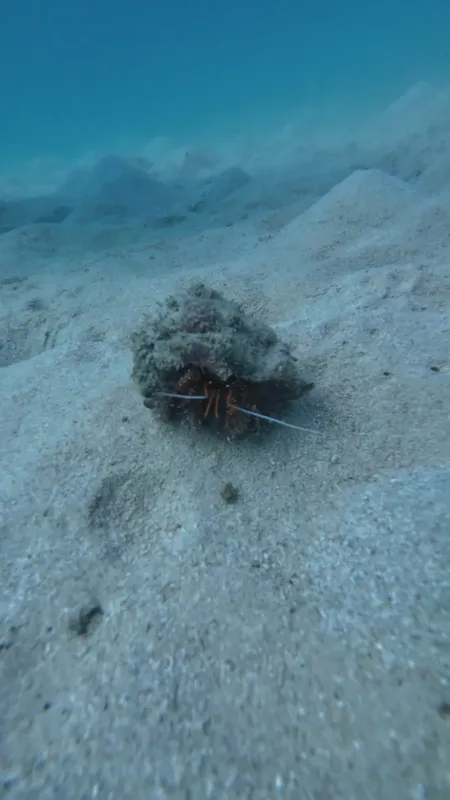 Pagure sur fond sableux, habitat marin, prise de vue sous-marine