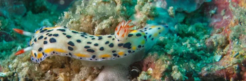 Nudibranche colorée rampant sur un récifal corallien luxuriant