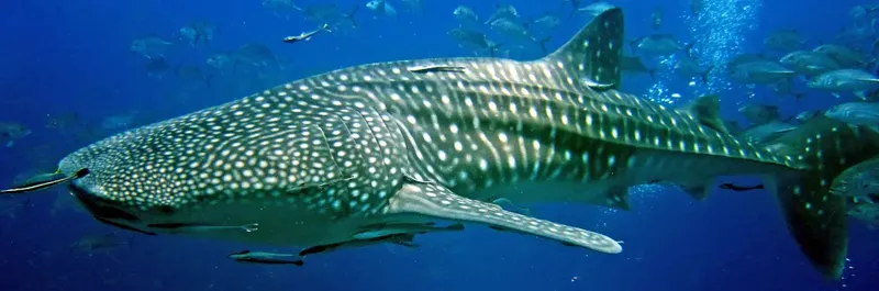 Requin baleine nageant dans l'eau bleue entouré de petits poissons
