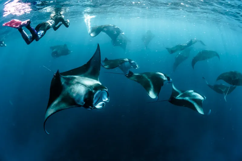 Plongeurs et raies manta évoluent ensemble dans une eau turquoise claire