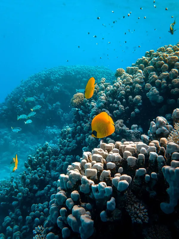 Recif corallien luxuriant avec poissons tropicaux colorés en pleine eau